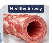 Cross-section of a healthy, open airway